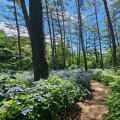 국립한국자생식물원, '형형색색 산수국 꽃주간' 행사 17일 개최