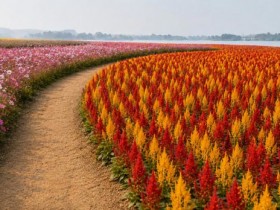 나주 영산강 들섬, 가을꽃 단지 25만㎡로 확대 조성…코스모스에 맨드라미까지