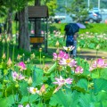 함안 연꽃테마파크, 700년 된 아라홍련 절정에 방문객 북적