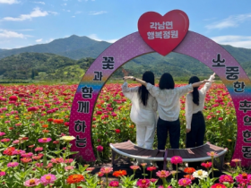 여름철 사진 명소로 뜬 청도 백일홍 꽃밭