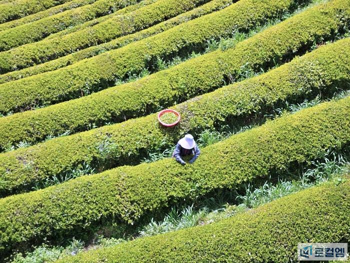 전남 보성가볼만한곳 녹차밭 (2).jpg
