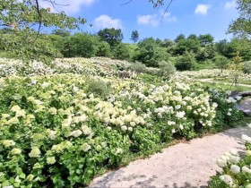합천 황매산, 여름 수국까지…철쭉·억새와 사계절 관광지 완성