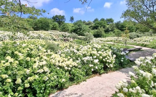 합천 황매산, 여름 수국까지…철쭉·억새와 사계절 관광지 완성