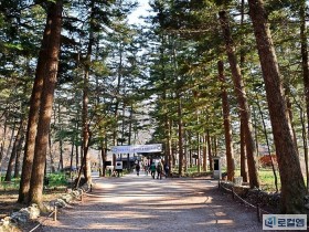 [로컬여행] 부안 내소사 전나무숲길, 폭염 식히는 여름 산책 명소