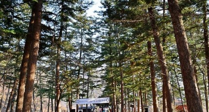 [로컬여행] 부안 내소사 전나무숲길, 폭염 식히는 여름 산책 명소