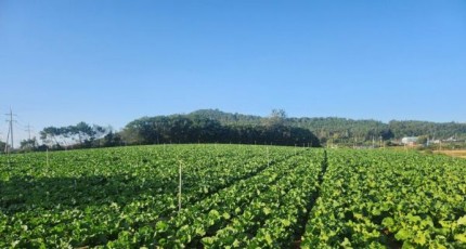 공급과잉 대응…전남광주 배추 작목전환, 18억 지원