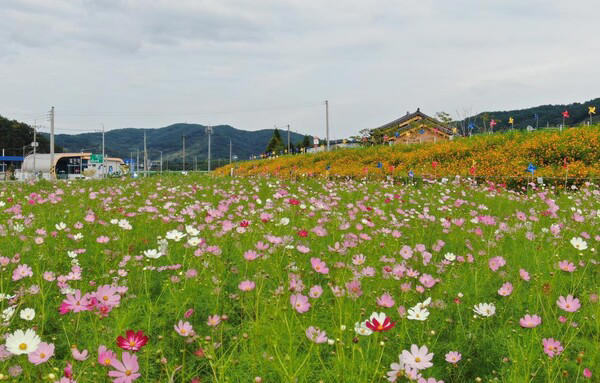 하동 북천 코스모스메밀꽃 축제.jpg