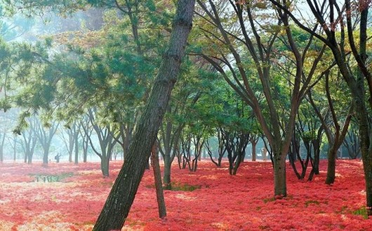 [로컬여행] 광주 근교 꽃무릇 명소 5곳은 어디? 가을 드라이브 코스