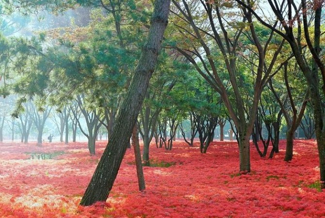 [로컬여행] 광주 근교 꽃무릇 명소 5곳은 어디? 가을 드라이브 코스