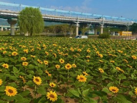 공주 미르섬 코스모스·해바라기 만개…백제문화제 관람객 맞이