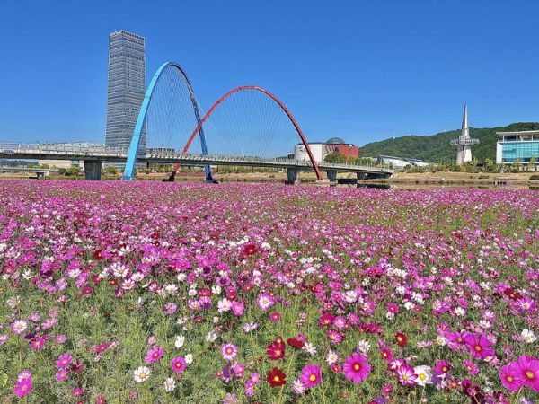 대전코스모스.jpg