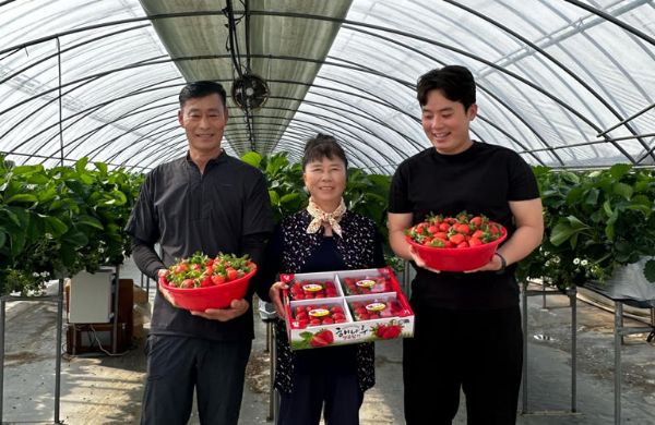 당진 딸기수확.jpg