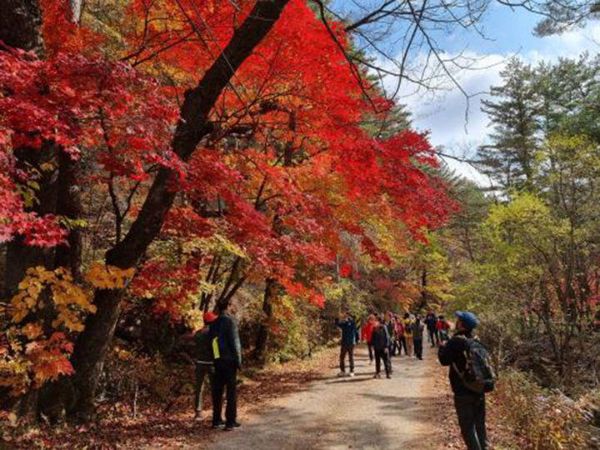 태백산 백천계곡 단풍.jpg