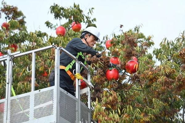 청송사과축제.jpg