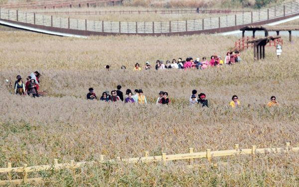 강진만 춤추는 갈대축제.jpg
