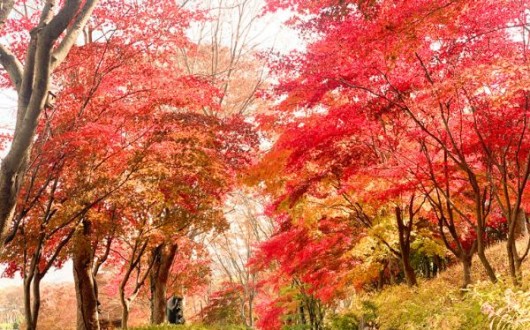 1년에 한 번 여는 가을 산책길…세종 베어트리파크 53일간 개방