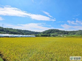 영암 송산 유기농 생태마을, 황금빛으로 물드는 들녘