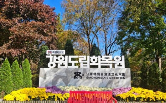 1만3천본 국화로 물드는 강원도립화목원…가을 전시 시작