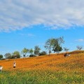[로컬여행] 나주 영산강정원, 10월 황하코스모스와 댑싸리정원 한자리에서