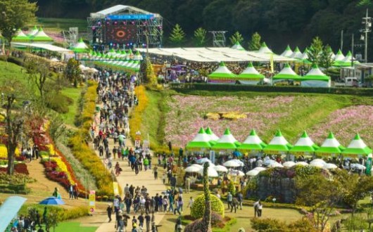 코스모스·국화에 춘식이까지…화순 고인돌 가을꽃 축제 16일 개막