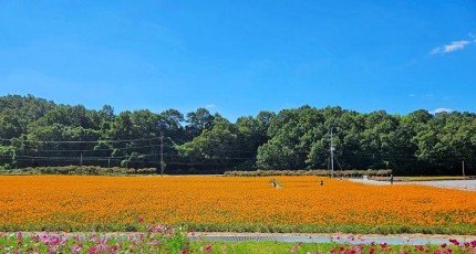 [로컬여행] 화순 고인돌 가을꽃축제, 코스모스부터 콘서트까지 즐기는 법