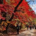 봉화 백천계곡 단풍축제 24~25일 열린다…열목어 서식지서 가을 만난다