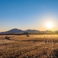 순천만 가을의 절정…제27회 갈대축제 24~25일 개최