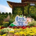 2026 영암 월출산 국화축제 30일 개막…국화 20만 점 가을 풍경